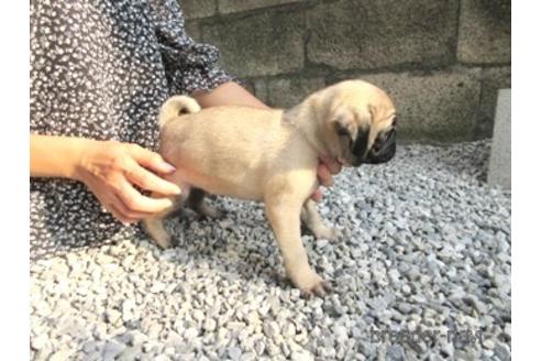 成約済の神奈川県のパグ-146141の3枚目